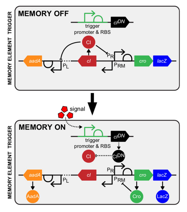 Synthetic Gene Circuits Enable Systems-Level Biosensor Trigger Discovery at the Host-Microbe Interface